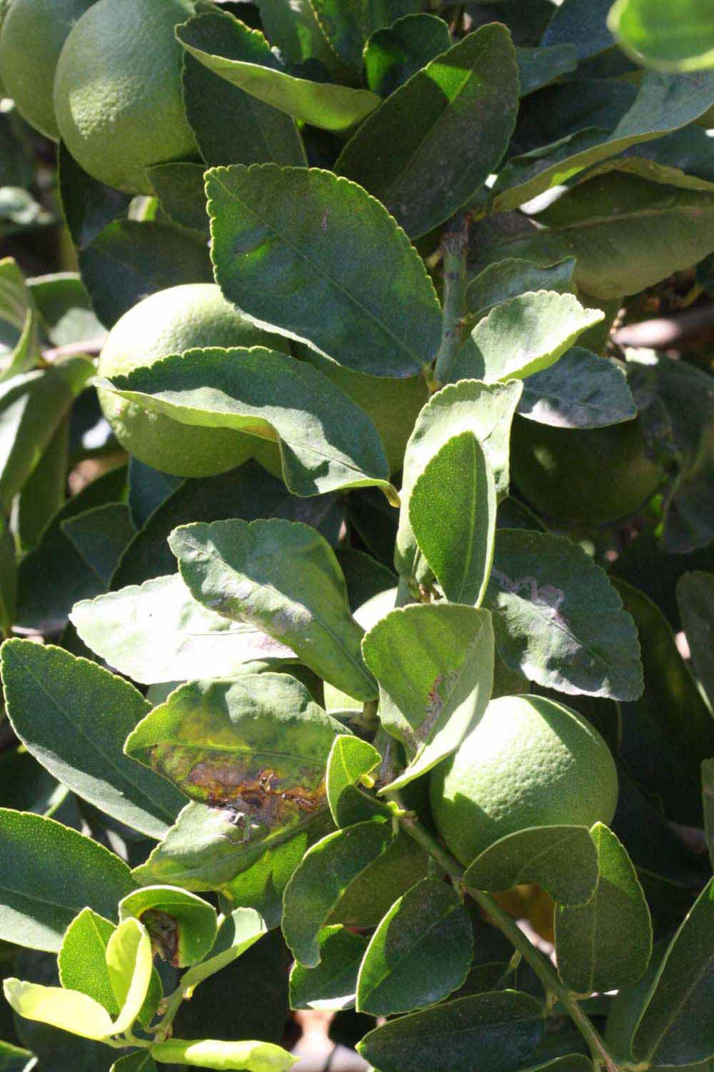              Sun leaves (Riverside, CA)       